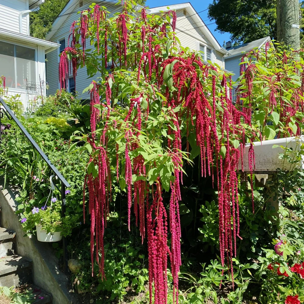 Crimson Love Lies Bleeding Seeds – Amaranthus caudatus – 50 Seed Pack – Trailing Red Annual - Image 10