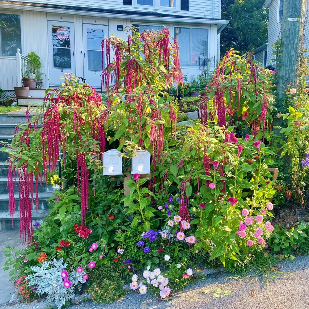 Crimson Love Lies Bleeding Seeds – Amaranthus caudatus – 50 Seed Pack – Trailing Red Annual - Image 11