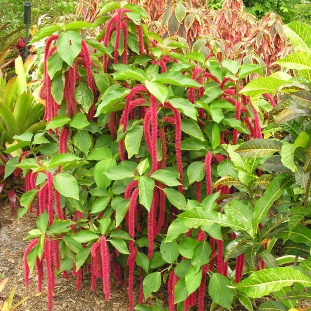Crimson Love Lies Bleeding Seeds – Amaranthus caudatus – 50 Seed Pack – Trailing Red Annual - Image 12