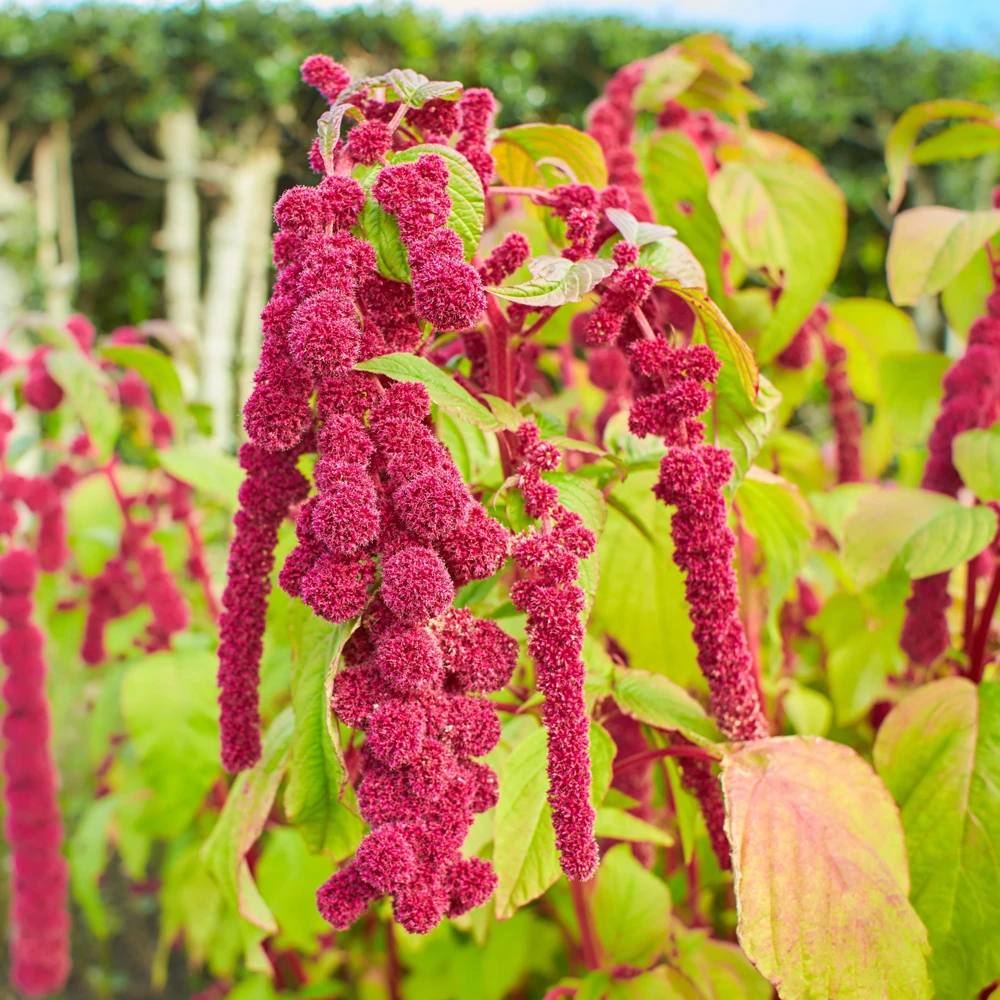 Crimson Love Lies Bleeding Seeds – Amaranthus caudatus – 50 Seed Pack – Trailing Red Annual - Image 13