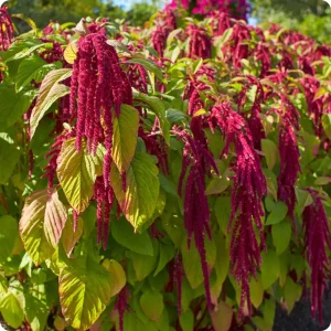 Crimson Love Lies Bleeding Seeds – Amaranthus caudatus – 50 Seed Pack – Trailing Red Annual - Image 14