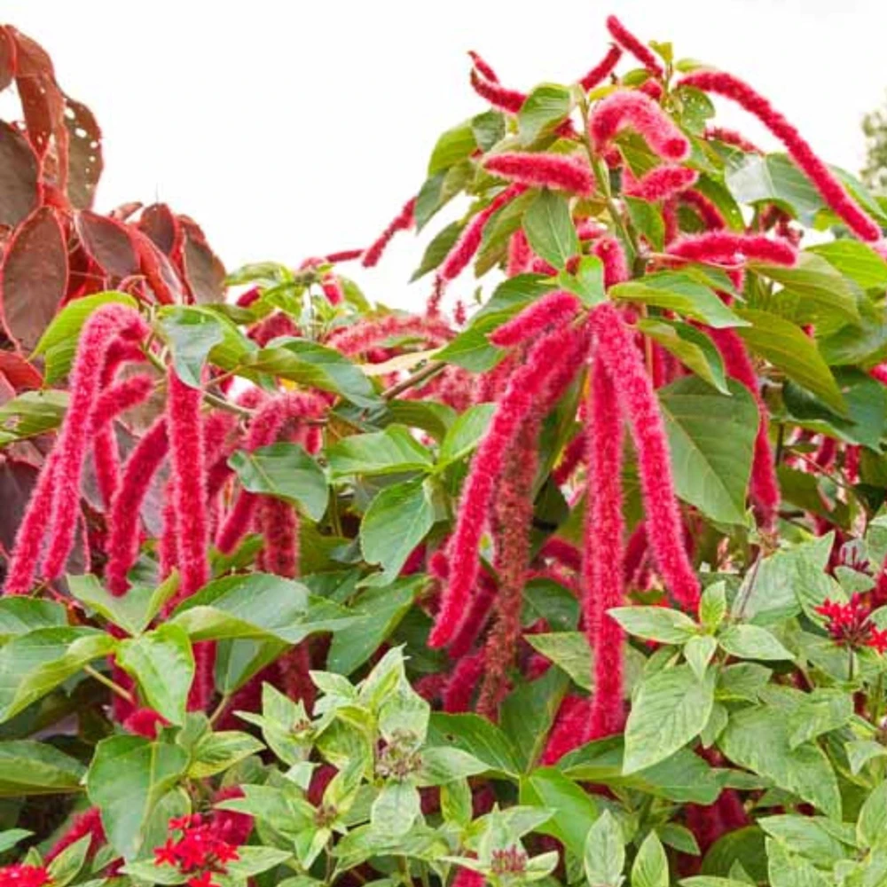 Crimson Love Lies Bleeding Seeds – Amaranthus caudatus – 50 Seed Pack – Trailing Red Annual - Image 15