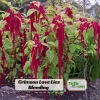 Crimson Love Lies Bleeding Seeds – Amaranthus caudatus – 50 Seed Pack – Trailing Red Annual - Image 1