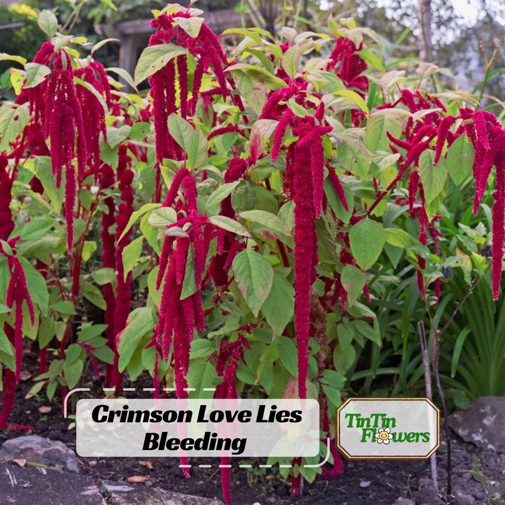 Crimson Love Lies Bleeding Seeds – Amaranthus caudatus – 50 Seed Pack – Trailing Red Annual - Image 1