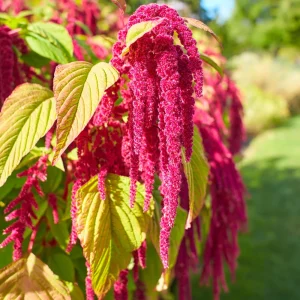 Crimson Love Lies Bleeding Seeds – Amaranthus caudatus – 50 Seed Pack – Trailing Red Annual - Image 2