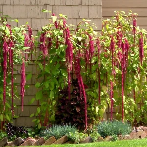 Crimson Love Lies Bleeding Seeds – Amaranthus caudatus – 50 Seed Pack – Trailing Red Annual - Image 3