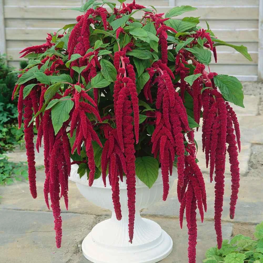 Crimson Love Lies Bleeding Seeds – Amaranthus caudatus – 50 Seed Pack – Trailing Red Annual - Image 4