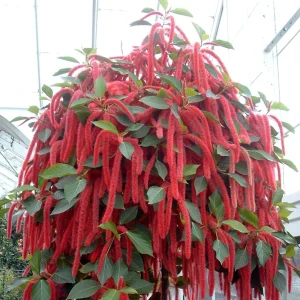 Crimson Love Lies Bleeding Seeds – Amaranthus caudatus – 50 Seed Pack – Trailing Red Annual - Image 5