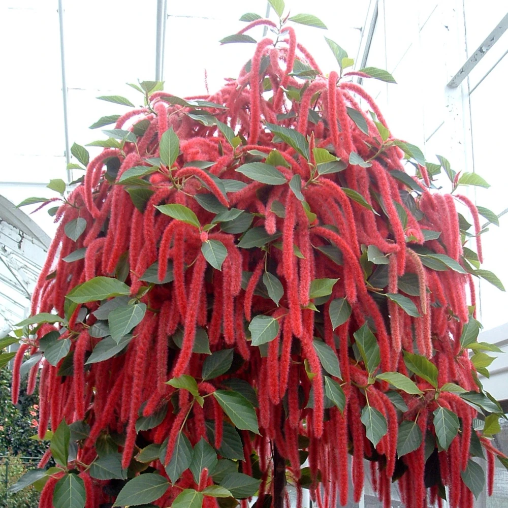 Crimson Love Lies Bleeding Seeds – Amaranthus caudatus – 50 Seed Pack – Trailing Red Annual - Image 5