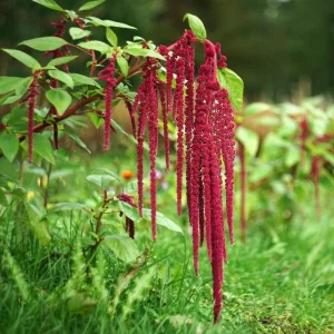 Crimson Love Lies Bleeding Seeds – Amaranthus caudatus – 50 Seed Pack – Trailing Red Annual - Image 6
