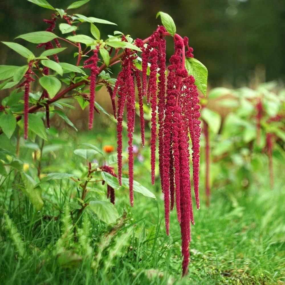 Crimson Love Lies Bleeding Seeds – Amaranthus caudatus – 50 Seed Pack – Trailing Red Annual - Image 6