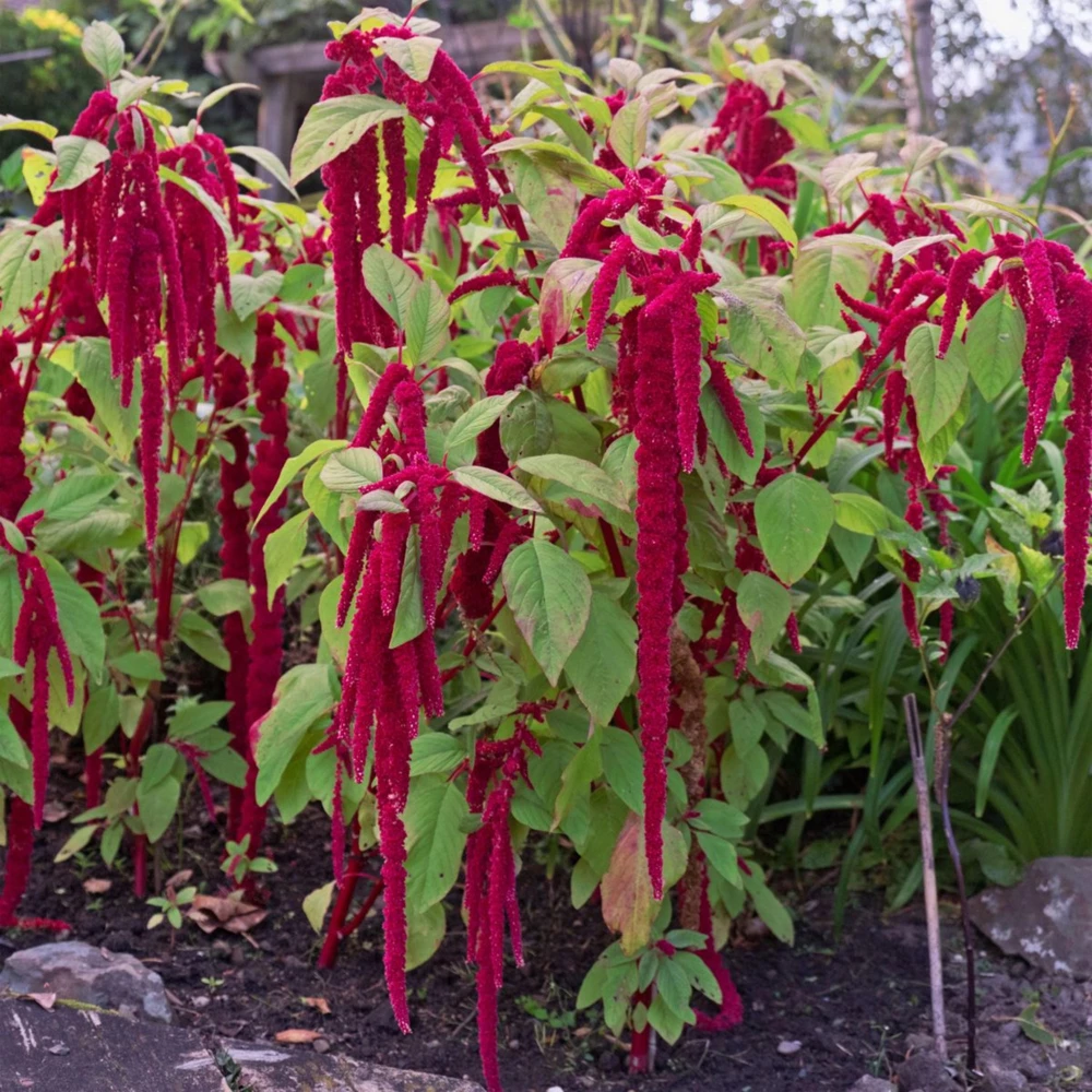 Crimson Love Lies Bleeding Seeds – Amaranthus caudatus – 50 Seed Pack – Trailing Red Annual - Image 7
