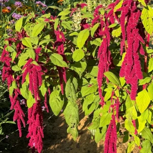 Crimson Love Lies Bleeding Seeds – Amaranthus caudatus – 50 Seed Pack – Trailing Red Annual - Image 8