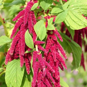 Crimson Love Lies Bleeding Seeds – Amaranthus caudatus – 50 Seed Pack – Trailing Red Annual - Image 9