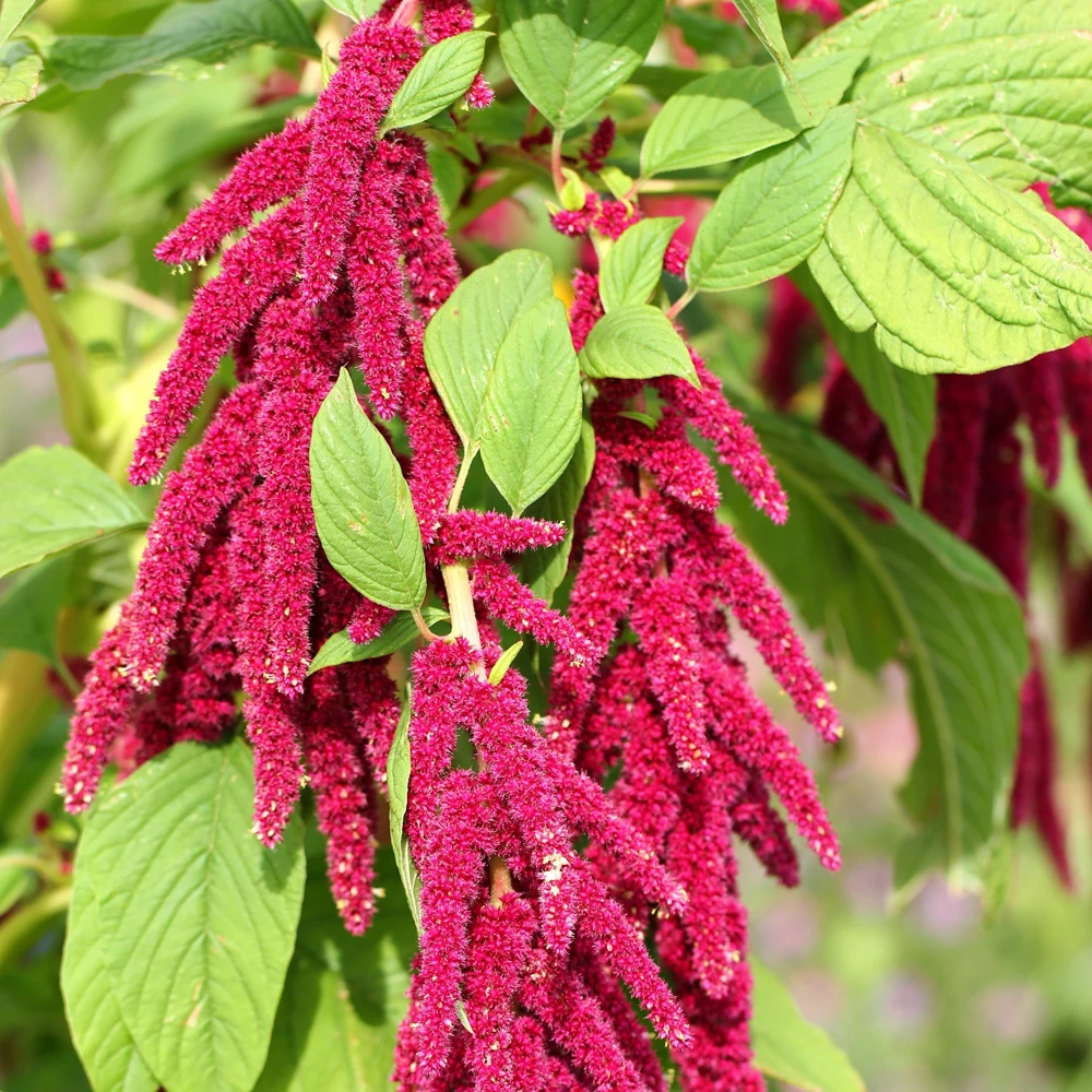 Crimson Love Lies Bleeding Seeds – Amaranthus caudatus – 50 Seed Pack – Trailing Red Annual - Image 9