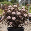 Crimson Ninebark Live Plant – Purple Foliage Shrub – 8-12 Inches Tall – 2.5 Inch Pot – Outdoor Hardy Native - Image 1