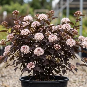 Crimson Ninebark Live Plant – Purple Foliage Shrub – 8-12 Inches Tall – 2.5 Inch Pot – Outdoor Hardy Native - Image 1