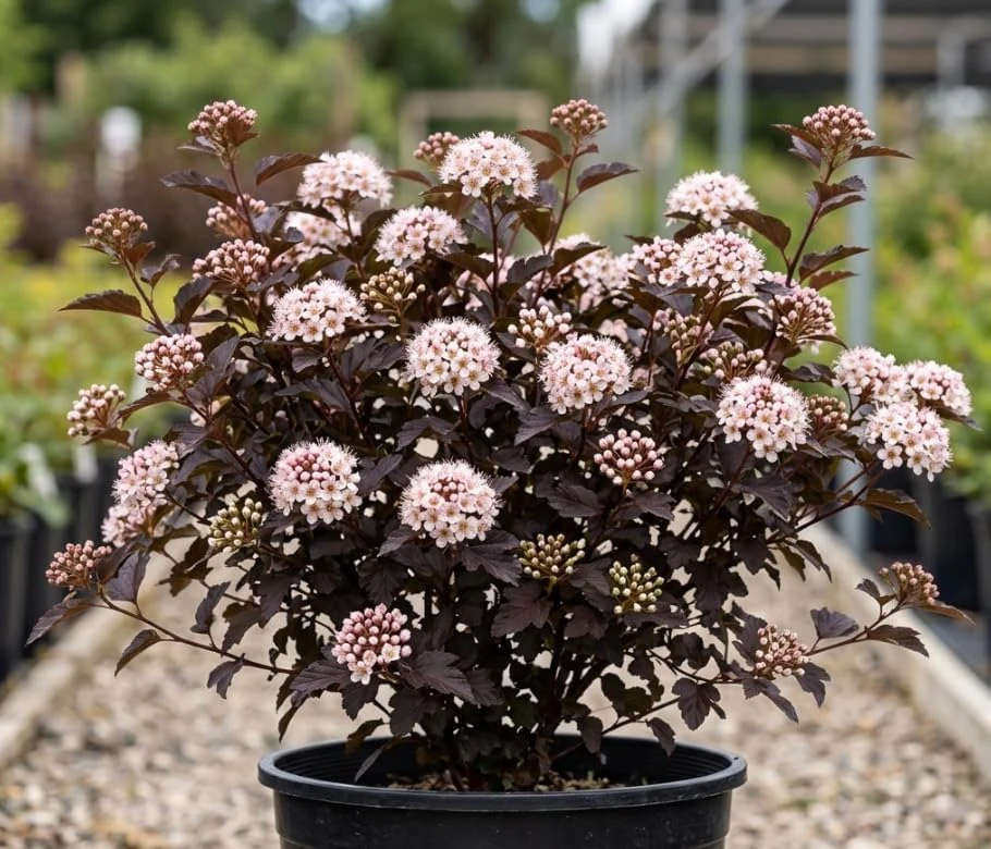 Crimson Ninebark Live Plant – Purple Foliage Shrub – 8-12 Inches Tall – 2.5 Inch Pot – Outdoor Hardy Native - Image 1