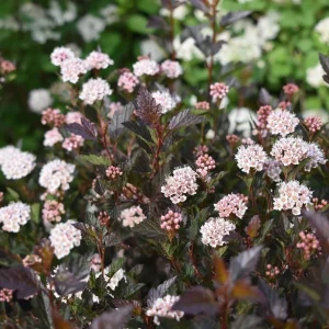 Crimson Ninebark Live Plant – Purple Foliage Shrub – 8-12 Inches Tall – 2.5 Inch Pot – Outdoor Hardy Native - Image 2