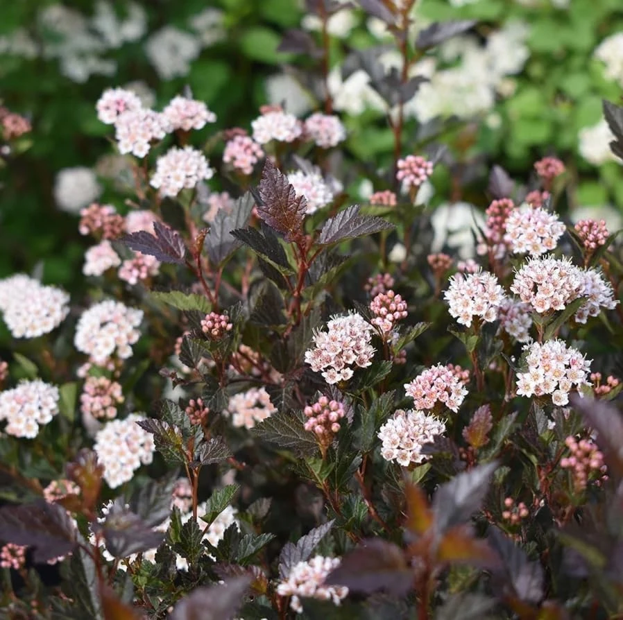 Crimson Ninebark Live Plant – Purple Foliage Shrub – 8-12 Inches Tall – 2.5 Inch Pot – Outdoor Hardy Native - Image 2