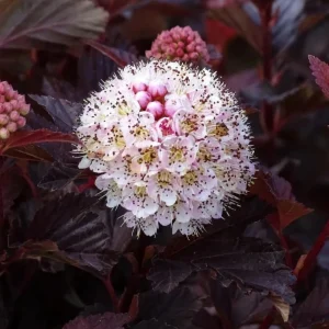 Crimson Ninebark Live Plant – Purple Foliage Shrub – 8-12 Inches Tall – 2.5 Inch Pot – Outdoor Hardy Native - Image 3