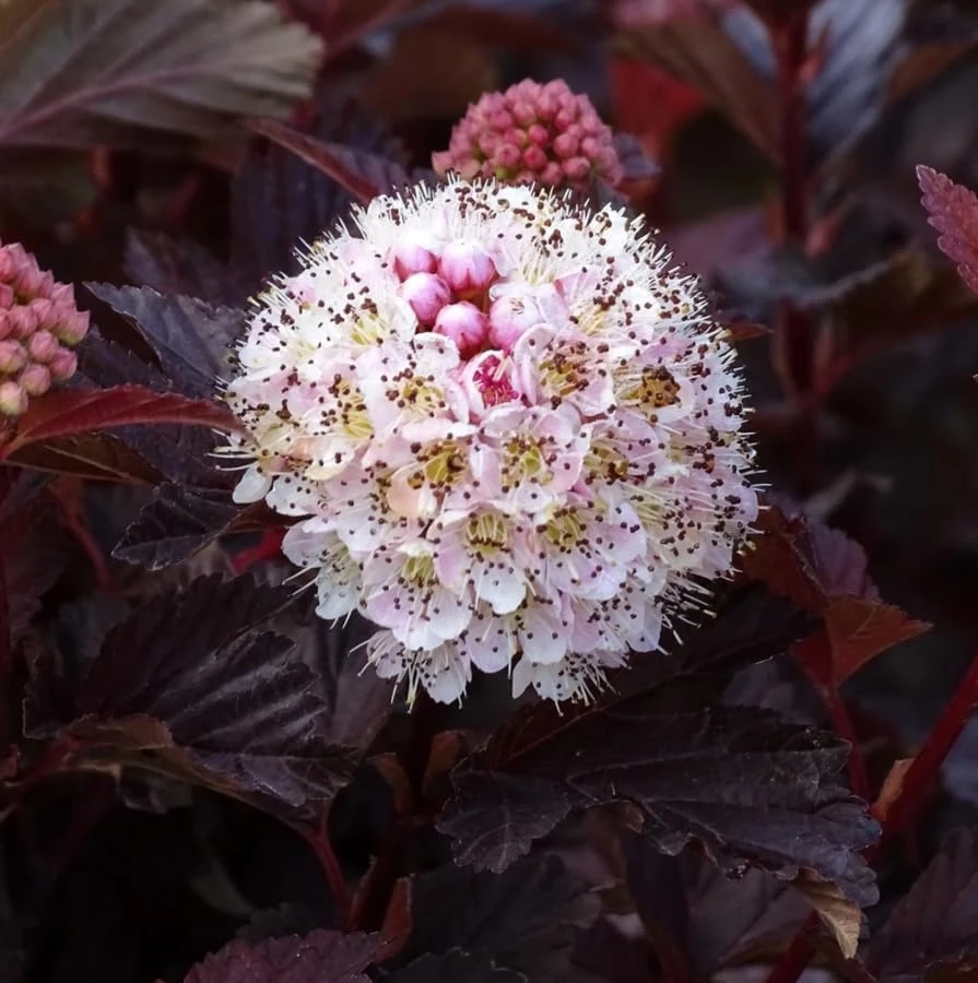 Crimson Ninebark Live Plant – Purple Foliage Shrub – 8-12 Inches Tall – 2.5 Inch Pot – Outdoor Hardy Native - Image 3
