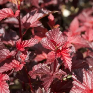 Crimson Ninebark Live Plant – Purple Foliage Shrub – 8-12 Inches Tall – 2.5 Inch Pot – Outdoor Hardy Native - Image 4