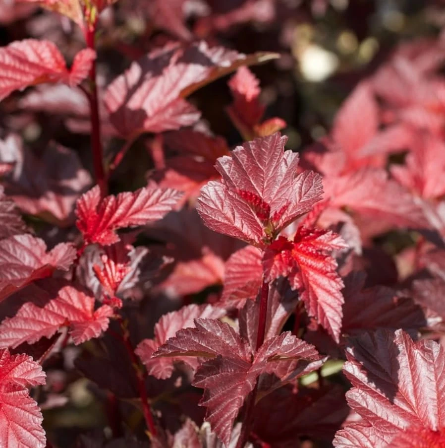 Crimson Ninebark Live Plant – Purple Foliage Shrub – 8-12 Inches Tall – 2.5 Inch Pot – Outdoor Hardy Native - Image 4