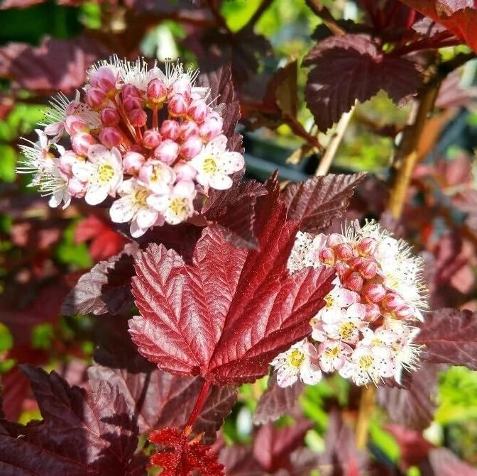 Crimson Ninebark Live Plant – Purple Foliage Shrub – 8-12 Inches Tall – 2.5 Inch Pot – Outdoor Hardy Native - Image 6