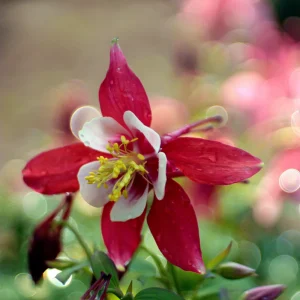 Crimson Star Columbine Seeds - 25 Seed Pack - Cold Hardy, Pollinator Attractor - Image 10