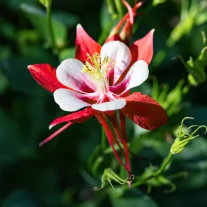 Crimson Star Columbine Seeds - 25 Seed Pack - Cold Hardy, Pollinator Attractor - Image 11