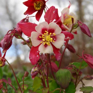 Crimson Star Columbine Seeds - 25 Seed Pack - Cold Hardy, Pollinator Attractor - Image 12