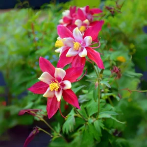 Crimson Star Columbine Seeds - 25 Seed Pack - Cold Hardy, Pollinator Attractor - Image 13