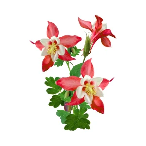 Crimson Star Columbine Seeds - 25 Seed Pack - Cold Hardy, Pollinator Attractor - Image 14