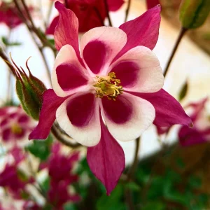 Crimson Star Columbine Seeds - 25 Seed Pack - Cold Hardy, Pollinator Attractor - Image 15