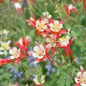 Crimson Star Columbine Seeds - 25 Seed Pack - Cold Hardy, Pollinator Attractor - Image 16