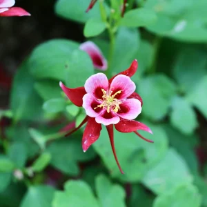 Crimson Star Columbine Seeds - 25 Seed Pack - Cold Hardy, Pollinator Attractor - Image 2