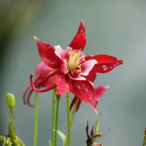 Crimson Star Columbine Seeds - 25 Seed Pack - Cold Hardy, Pollinator Attractor - Image 3