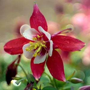 Crimson Star Columbine Seeds - 25 Seed Pack - Cold Hardy, Pollinator Attractor - Image 4