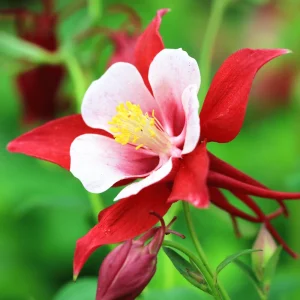 Crimson Star Columbine Seeds - 25 Seed Pack - Cold Hardy, Pollinator Attractor - Image 5