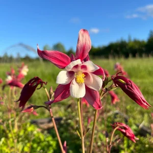 Crimson Star Columbine Seeds - 25 Seed Pack - Cold Hardy, Pollinator Attractor - Image 6