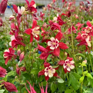 Crimson Star Columbine Seeds - 25 Seed Pack - Cold Hardy, Pollinator Attractor - Image 7