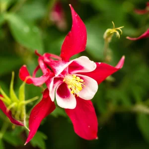 Crimson Star Columbine Seeds - 25 Seed Pack - Cold Hardy, Pollinator Attractor - Image 8
