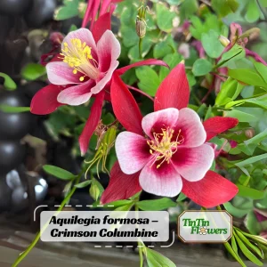 Crimson Star Columbine Seeds - 25 Seed Pack - Cold Hardy, Pollinator Attractor - Image 1