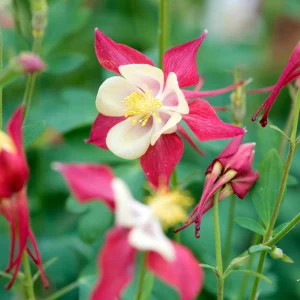 Crimson Star Columbine Seeds - 25 Seed Pack - Cold Hardy, Pollinator Attractor - Image 9