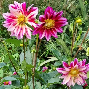 Dahlia Flower Seeds - 40 Count Mix, Heirloom, Pollinator Friendly, Open Pollinated - Image 10