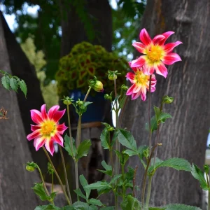 Dahlia Flower Seeds - 40 Count Mix, Heirloom, Pollinator Friendly, Open Pollinated - Image 11