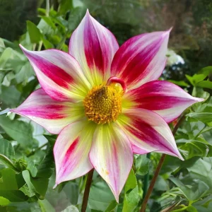 Dahlia Flower Seeds - 40 Count Mix, Heirloom, Pollinator Friendly, Open Pollinated - Image 13
