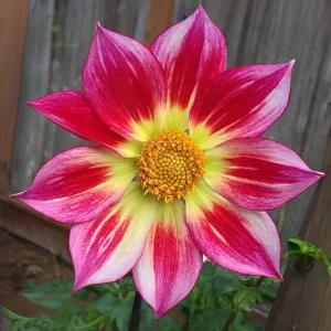 Dahlia Flower Seeds - 40 Count Mix, Heirloom, Pollinator Friendly, Open Pollinated - Image 14