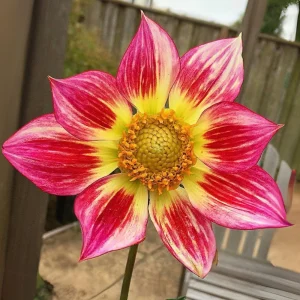 Dahlia Flower Seeds - 40 Count Mix, Heirloom, Pollinator Friendly, Open Pollinated - Image 15